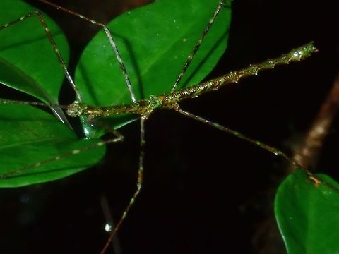 Stick Insect - Phasmid, Rhamphosipyloidea sp Male Phasmid of possibly Rhamphosipyloidea genus.
First time to encounter this genus with 'mossy' look.  This was found at higher elevation between 1,000 - 1,200 masl only and most of the trees were very mossy.

This is likely a species new to science.

Here is a pic of the female of the same species :

https://www.jungledragon.com/image/65294/mossy_phasmid_-_rhamphosipyloidea_sp.html Palawan,Phasmatodea,Phasmid,Philippines,Rhamphosipyloidea,Rhamphosipyloidea sp,Stick Insect