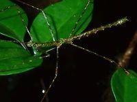 Stick Insect - Phasmid, Rhamphosipyloidea sp Male Phasmid of possibly Rhamphosipyloidea genus.<br />
First time to encounter this genus with 'mossy' look.  This was found at higher elevation between 1,000 - 1,200 masl only and most of the trees were very mossy.<br />
<br />
This is likely a species new to science.<br />
<br />
Here is a pic of the female of the same species :<br />
<br />
https://www.jungledragon.com/image/65294/mossy_phasmid_-_rhamphosipyloidea_sp.html Palawan,Phasmatodea,Phasmid,Philippines,Rhamphosipyloidea,Rhamphosipyloidea sp,Stick Insect