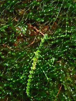 Mossy Phasmid - Rhamphosipyloidea sp Female Phasmid, possibly from the genus Rhamphosipyloidea.

This is a pic of the male of the same species :

https://www.jungledragon.com/image/65293/stick_insect_-_phasmid_rhamphosipyloidea_sp.html Palawan,Phasmatodea,Phasmid,Philippines,Rhamphosipyloidea,Rhamphosipyloidea sp,Stick Insect