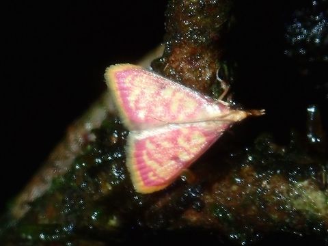 Moth - Carminibotys carminalis  Carminibotys,Carminibotys carminalis,Moth,Palawan,Philippines