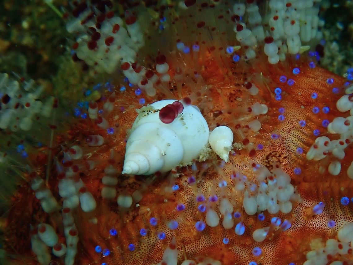 Parasitic Snails - Echineulima asthenosomae 2 Parasitic Snails - Echineulima asthenosomae found on its host, Fire Urchins. Anilao,Batangas,Echineulima asthenosomae,Parasitic Snails,Philippines,Snails