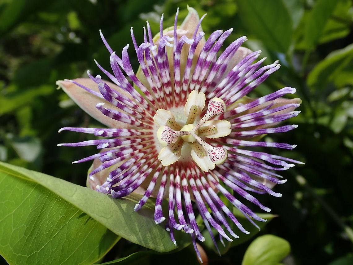 Passion Flower Passion Flowers in the garden.  This is a younger flower bud, they lasted only 2 days. Flower,Malaysia,Passiflora edulis,Passion Flower,Passion Fruit,Penang