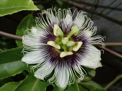Older Passion Passion Flower in the garden.  This is an older bud on the second day before it fades the next day. Malaysia,Passiflora edulis,Passion Flower,Passion Fruit,Penang