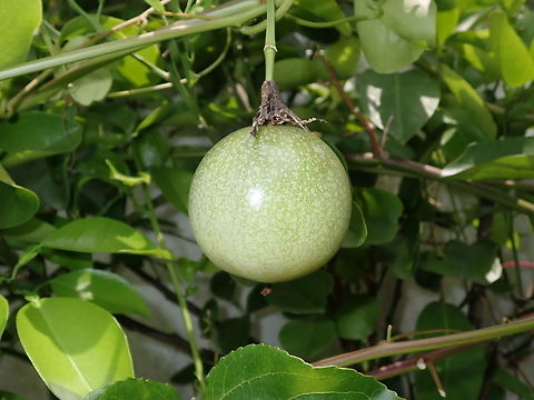 Passion Fruit Passion Fruit in the garden. Fruit,Malaysia,Passiflora edulis,Passion Fruit,Penang