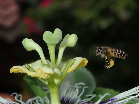Hovering Honey Bee approaching a Passion Flower to collect nectar.  On its legs are pollens which it helps the flowers to pollinate.  Apis cerana,Bee,Eastern Honey Bee,Honey Bee,Malaysia,Penang