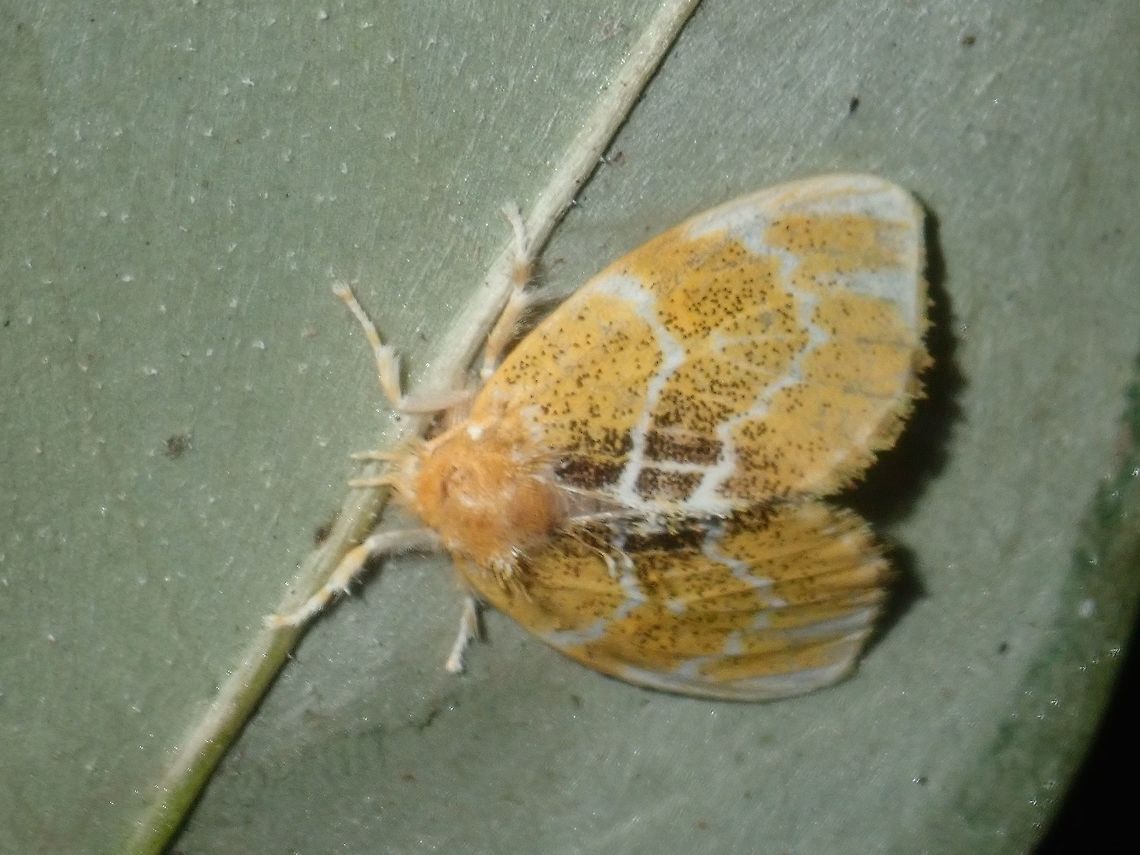 Erebid Moth  Erebid Moth,Moth,Palawan,Philippines