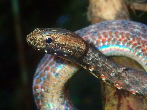 Rainbow on my body The light reflection of the side of this Common Mock Viper - Psammodynastes pulverulentus gives a myriad of colours like a rainbow. Common Mock Viper,Mock Viper,Palawan,Philippines,Psammodynastes pulverulentus,Snake,Viper