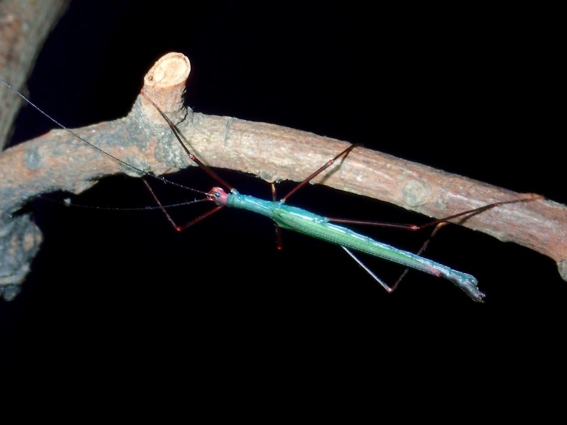 Stick Insect - Phasmid Male Phasmid from the genus Paranecroscia. If verified, this could be the first record of this genus - Paranecroscia in Philippines. Naturally, this is also an undescribed species.<br />
<br />
Very small in size, around 4cm, interesting colour of green to blue on the body. Head is magenta in colour, and the wing membrane, not obviously seen in this picture, is also magenta, same colour as the head. Palawan,Paranecroscia,Paranecroscia sp,Phasmatodea,Phasmid,Philippines,Stick Insect