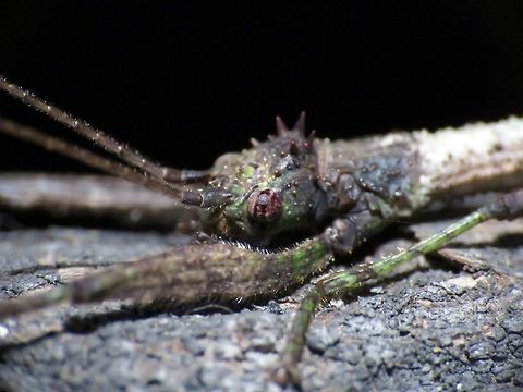 Spiny Head Male Phasmid, possibly from the genus Neoclides.
There are 15 known species of the genus Neoclides, with 2 of them recorded from Mindanao, Philippines.

Small size, around 4 cm and thin as in typical male.  They have a 'hump' on the Wing Tegmina.
Possibly a species new to science.
 Neoclides,Neoclides sp,Palawan,Phasmatodea,Phasmid,Philippines,Stick Insect