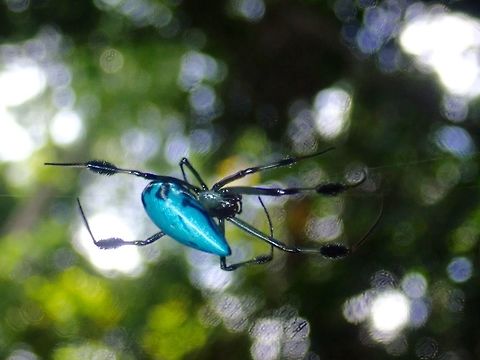Blue Spider - Opadometa Orb-Weaving Spider from the genus Opadometa.  This is a female, with all blue abdomen, black head and legs, with a brush-like hairs on her legs.

This female looks similar to Opadometa sarawakensis, recently described in 2015 from Sarawak, Borneo.  Opadometa sarawakensis has blue body but with large right red spot on top of her abdomen.  The male of was only discovered earlier this year.  Here is the article of the interesting discovery and to show the extreme sexual dimorphism :

https://www.thestar.com.my/news/nation/2018/04/05/elusive-male-orbweaving-spider-found-in-kinabatangan/  Opadometa,Opadometa sp,Palawan,Philippines,Spider