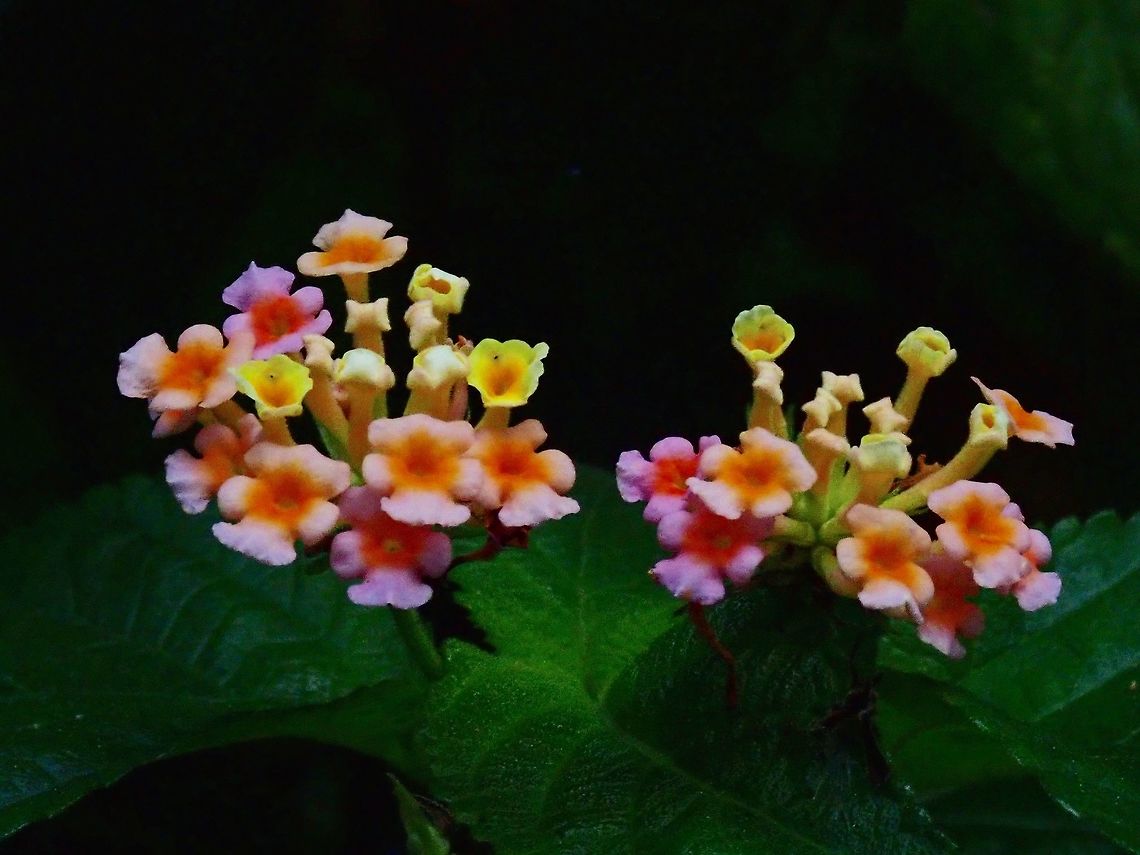 Big-Sage/Lantana This Lantana camara are not local plants but introduced.  However, they have become very common in the country. Flower,Kuala Lumpur,Lantana camara,Malaysia,Spanish Flag