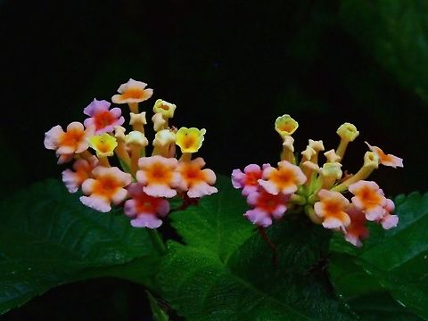 Big-Sage/Lantana This Lantana camara are not local plants but introduced.  However, they have become very common in the country. Flower,Kuala Lumpur,Lantana camara,Malaysia,Spanish Flag