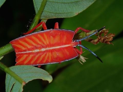 Nymph of Shield/Stink Bug - Pycanum rubens  Bug,Giant Shield Bug,Kuala Lumpur,Malaysia,Nymph,Pycanum rubens
