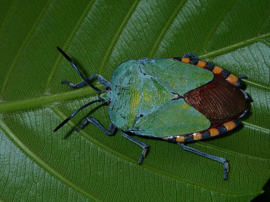Shield/Stink Bug - Pycanum rubens  Bug,Giant Shield Bug,Kuala Lumpur,Malaysia,Pycanum rubens,Shield Bug,Stink Bug