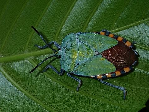 Shield/Stink Bug - Pycanum rubens  Bug,Giant Shield Bug,Kuala Lumpur,Malaysia,Pycanum rubens,Shield Bug,Stink Bug