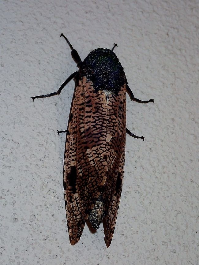 Cossid Miller Moth - Xyleutes strix This Cossid Miller Moth - Xyleutes strix was a night visitor to the building of the new place I am staying, quite surprise to see this one, and large in size. Cossid Miller Moth,Kuala Lumpur,Moth,Xyleutes strix