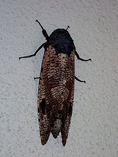 Cossid Miller Moth - Xyleutes strix This Cossid Miller Moth - Xyleutes strix was a night visitor to the building of the new place I am staying, quite surprise to see this one, and large in size. Cossid Miller Moth,Kuala Lumpur,Moth,Xyleutes strix