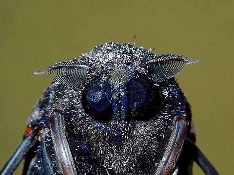 Cossid Miller Moth - Xyleutes strix Close-up of the face of Cossid Miller Moth - Xyleutes strix Cossid Miller Moth,Kuala Lumpur,Malaysia,Moth,Xyleutes strix