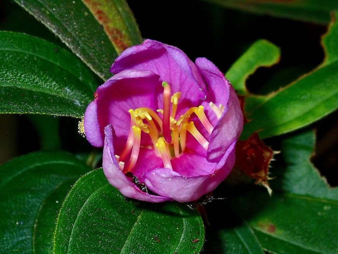 Common Beauty This Melastoma malabathricum are very common around my new neighbourhood and they are very popular with the bees, wasps, butterflies and other insects. Flowe,Kuala Lumpur,Malaysia,Melastoma,Melastoma malabathricum