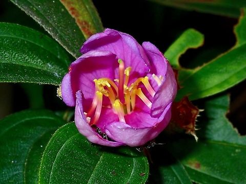 Common Beauty This Melastoma malabathricum are very common around my new neighbourhood and they are very popular with the bees, wasps, butterflies and other insects. Flowe,Kuala Lumpur,Malaysia,Melastoma,Melastoma malabathricum