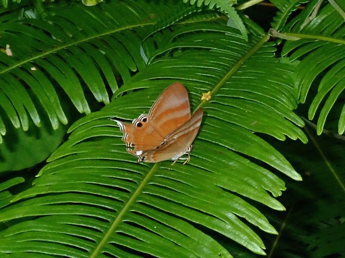 Malayan Tailed Judy - Abisara savitri This Malayan Tailed Judy - Abisara savitri is a small Butterfly, seen around my new neighbourhood in Kuala Lumpur Abisara savitri,Butterfly,Kuala Lumpur,Malayan Tailed Judy,Malaysia,Tailed Judy