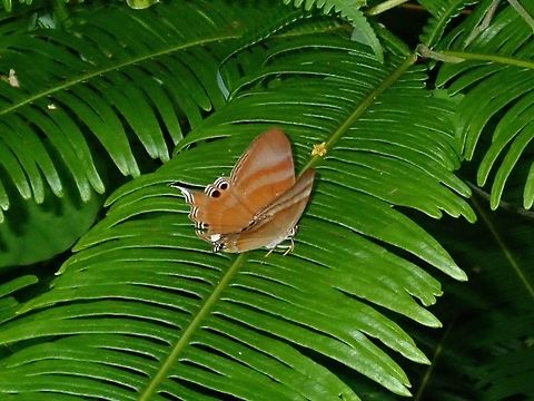 Malayan Tailed Judy - Abisara savitri This Malayan Tailed Judy - Abisara savitri is a small Butterfly, seen around my new neighbourhood in Kuala Lumpur Abisara savitri,Butterfly,Kuala Lumpur,Malayan Tailed Judy,Malaysia,Tailed Judy