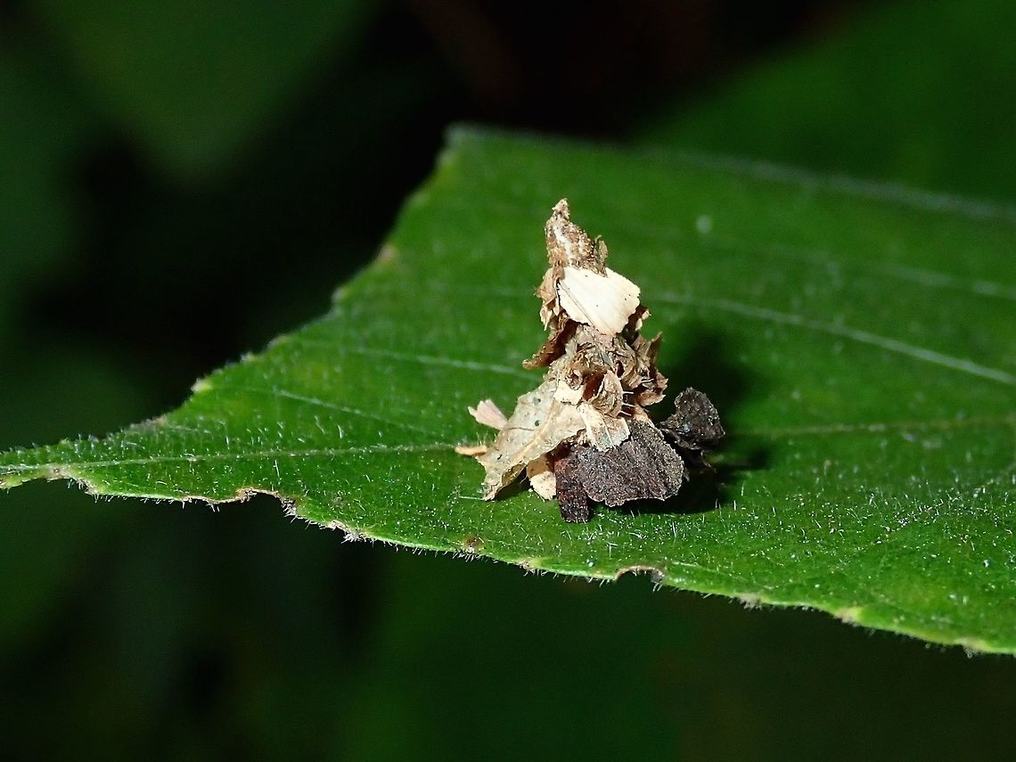 Larva of Bagworm - Psychidae This is among the 3 type/shape of Bagworm I found around the neighbourhood.<br />
This one is shaped like a Christmas Tree, small, height less than 1 cm. Bagworm,Kuala Lumpur,Larva,Malaysia,Psychidae