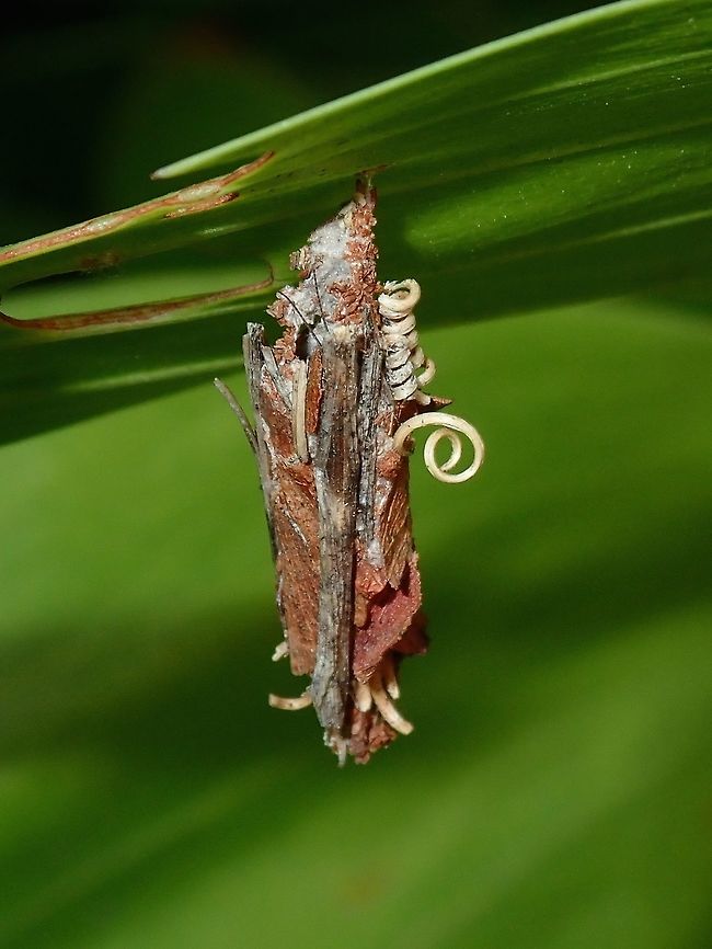Bagworm - Psychidae This is among the 3 type/shape of Bagworm I found around the neighbourhood.<br />
This one is around 3 cm and has even collected the 'coils' of a climber plant, giving it more definition. Bagworm,Kuala Lumpur,Larva,Malaysia,Psychidae