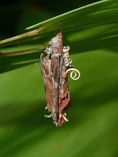Bagworm - Psychidae This is among the 3 type/shape of Bagworm I found around the neighbourhood.
This one is around 3 cm and has even collected the 'coils' of a climber plant, giving it more definition. Bagworm,Kuala Lumpur,Larva,Malaysia,Psychidae