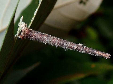 Bagworm (?) This is among the 3 type/shape of Bagworm I found around the neighbourhood.
This one is less intricate, around 5 cm in length. Bagworm,Kuala Lumpur,Larva,Malaysia