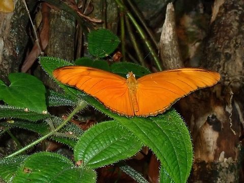 The Flame - Dryas iulia This Dryas iulia Butterfly originates from North, Central and South America and has been 'introduced' to the country/region through Butterfly Farm/House.  They seems to be thriving quite well over here as I see quite a lot of them in the my new neighbourhood.

Read about their introduction to Thailand and Malaysia in this article :

http://butterflycircle.blogspot.com/2009/09/new-taxon-for-malaysia.html Butterfly,Dryas iulia,Julia Butterfly,Kuala Lumpur,Malaysia,The Flame