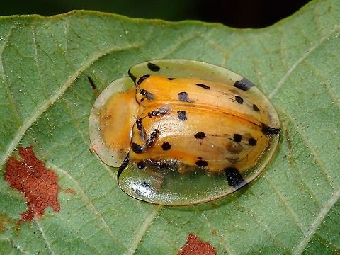 Tortoiseshell Beetle - Aspidimorpha miliaris  Aspidimorpha miliaris,Beetle,Kuala Lumpur,Malaysia,Tortoise Beetle,Tortoiseshell Beetle
