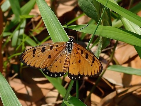 Tawny Coster Butterfly - Acraea terpsicore  Acraea terpsicore,Butterfly,Kuala Lumpur,Malaysia,Tawny Coster