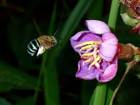 Blue-Banded Bee - Amegilla zonata This Blue-Banded Bee - Amegilla zonata is a bigger in size than the other Honeybees and has the distinctive blue bands on its abdomen. Amegilla zonata,Bee,Blue-Banded Bee,Kuala Lumpur,Malaysia