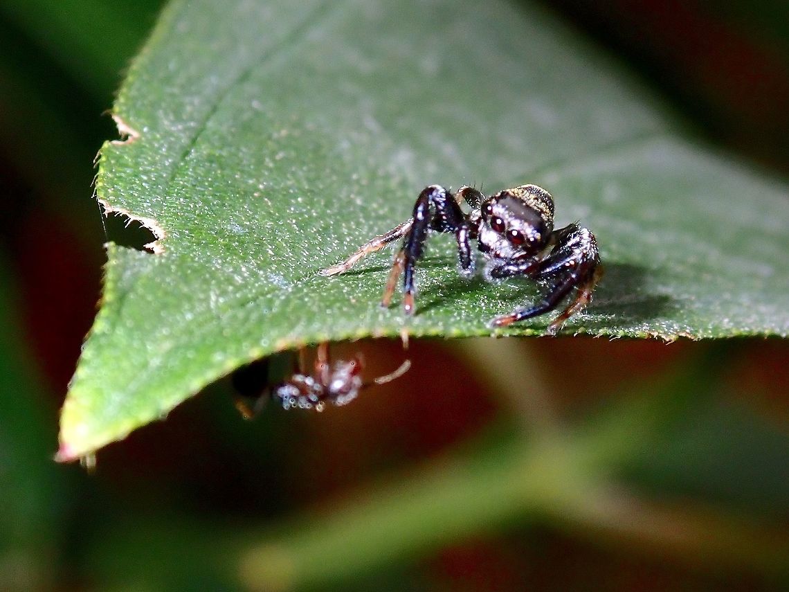 Playing hide-and-seek This small Jumping Spider was out hunting and under the leaf was a tiny insect that it was hunting.<br />
<br />
During my childhood, we used to collect the males of this Jumping Spider - Thiania bhamoensis to keep as &#039;pets&#039; and use them for fighting.  Only the males will fight, so we challenge friends who also keeps this Jumping Spider to fighting matches and usually the fights last a a few seconds only.  On rare occasions will the fights last more than 30 seconds.<br />
<br />
Interestingly, sometimes the losing male Spiders can be &#039;rejuvenated&#039; to fight &#039;harder&#039; if they were presented with a female Jumping Spider and attempts to mate with her but &#039;separated&#039; from her before they mated.  Immediately after this, the same losing male will be put to fight with the other male Spider who won earlier, and there is a chance this rejuvenated male Spider might win the new round! <br />
<br />
Top view of the same Spider :<br />
<br />
<figure class="photo"><a href="https://www.jungledragon.com/image/65586/jumping_spider.html" title="Jumping Spider"><img src="https://s3.amazonaws.com/media.jungledragon.com/images/2994/65586_thumb.jpg?AWSAccessKeyId=05GMT0V3GWVNE7GGM1R2&Expires=1759968010&Signature=6heaY1V%2F%2FpKn6qYXYuoMlJ7IElw%3D" width="200" height="150" alt="Jumping Spider  Jumping Spider,Kuala Lumpur,Malaysia,Spider,Thiania bhamoensis" /></a></figure> Jumping Spider,Kuala Lumpur,Malaysia,Spider,Thiania bhamoensis