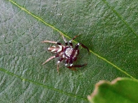 Jumping Spider  Jumping Spider,Kuala Lumpur,Malaysia,Spider,Thiania bhamoensis