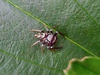 Jumping Spider Jumping Spider,Kuala Lumpur,Malaysia,Spider,Thiania bhamoensis