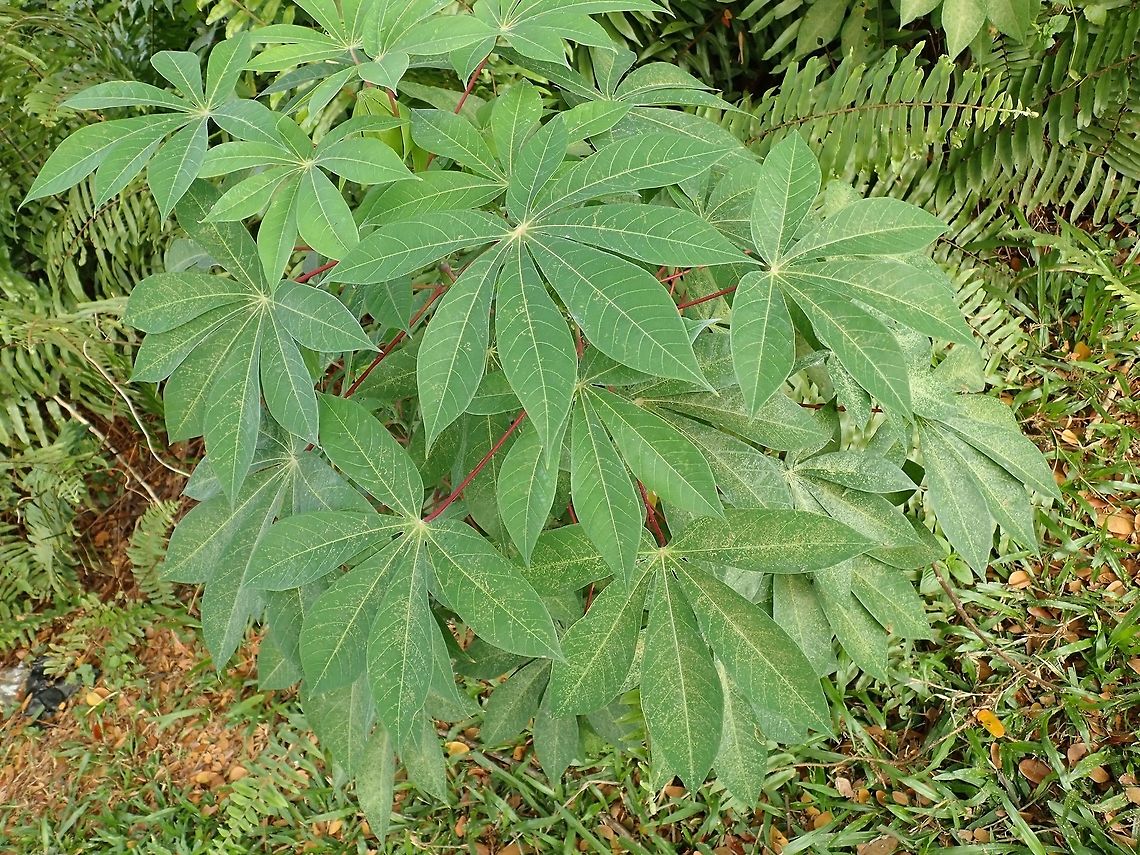 Cassava/Tapioca The Cassava - Manihot esculenta plant originates from Brazil but is not widely planted in Malaysia and other parts of the world too. Cassava,Kuala Lumpur,Malaysia,Manihot esculenta,Tapioca