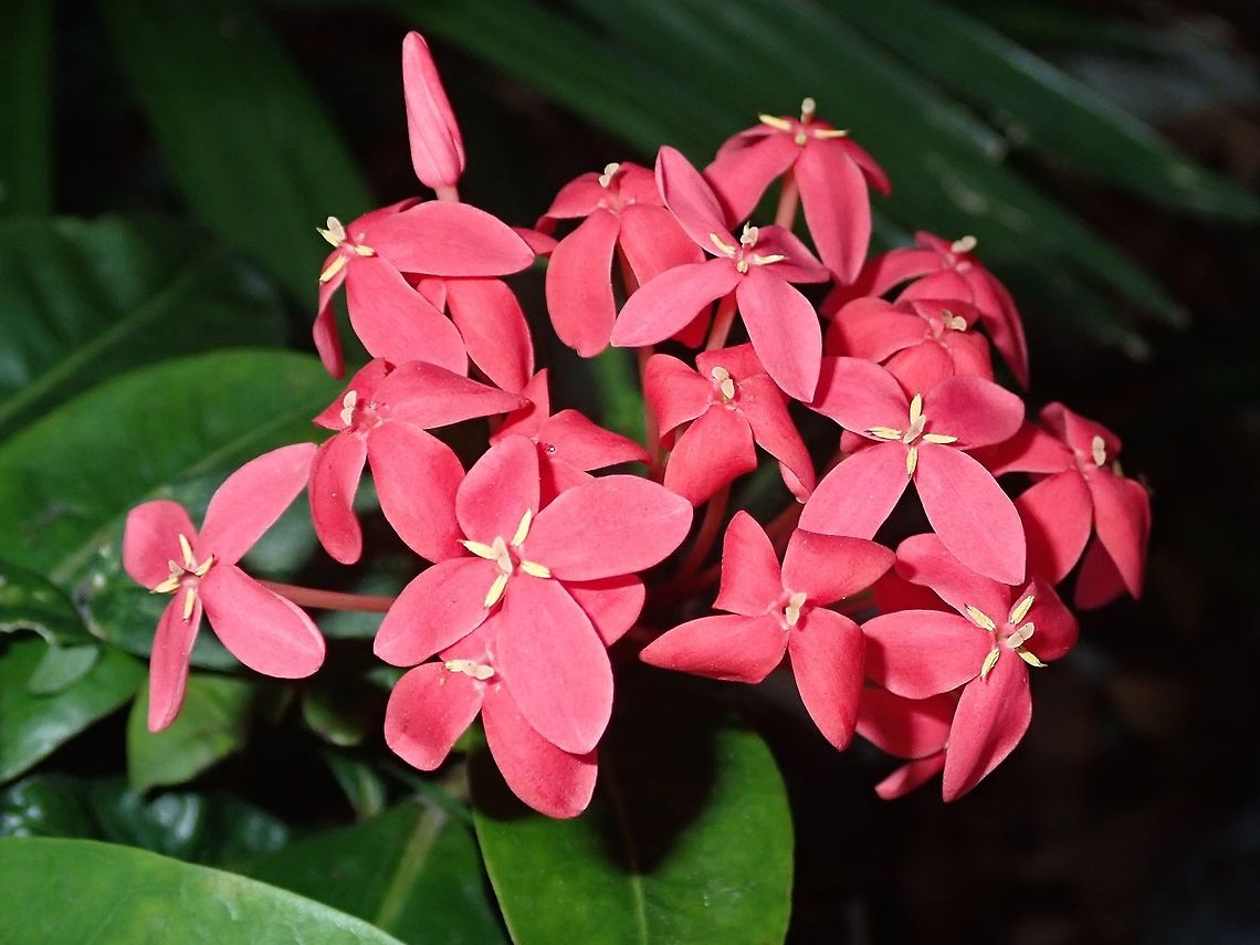 Santan/Ixora Ixora coccinea is a common flowering shrub and is very popular with lots of butterflies. Flower,Ixora coccinea,Jungle Flame,Kuala Lumpur,Malaysia,Santan