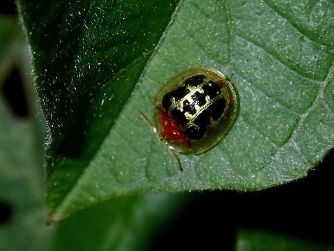 Tortoiseshell Beetle - Chiridopsis scalaris This Tortoiseshell Beetle - Chiridopsis scalaris was much smaller in size, around 5-6 mm. Beetle,Chiridopsis scalaris,Kuala Lumpur,Malaysia,Tortoiseshell Beetle
