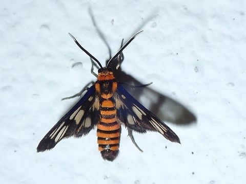 Hubner's Wasp Moth - Amata huebneri  Amata huebneri,H&uuml;bner's Wasp Moth,Kuala Lumpur,Malaysia,Moth,Wasp Moth