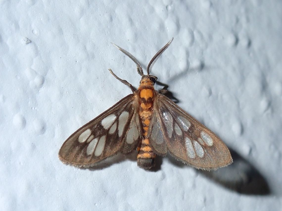 Wasp Moth - Eressa confinis A different Wasp Moth from the previous Observation, seen very close to each other. Eressa confinis,Kuala Lumpur,Malaysia,Moth,Wasp Moth