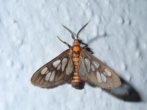Wasp Moth - Eressa confinis A different Wasp Moth from the previous Observation, seen very close to each other. Eressa confinis,Kuala Lumpur,Malaysia,Moth,Wasp Moth
