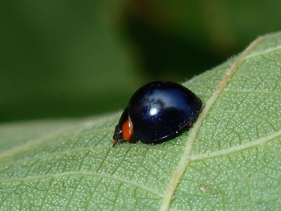 Mettalic Blue Ladybug - Curinus coeruleus This Mettalic Blue Ladybug - Curinus coeruleus is native to South America but introduced to other parts of the world including Malaysia.  They are very small in  size, around 5mm. Bug,Curinus coeruleus,Kuala Lumpur,Ladybird,Malaysia,Metallic Blue Ladybird