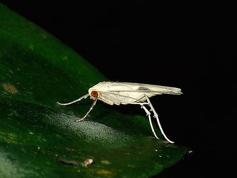 Erebid Moth - Macotasa sp  Erebid Moth,Macotasa,Macotasa sp,Moth,Palawan,Philippines