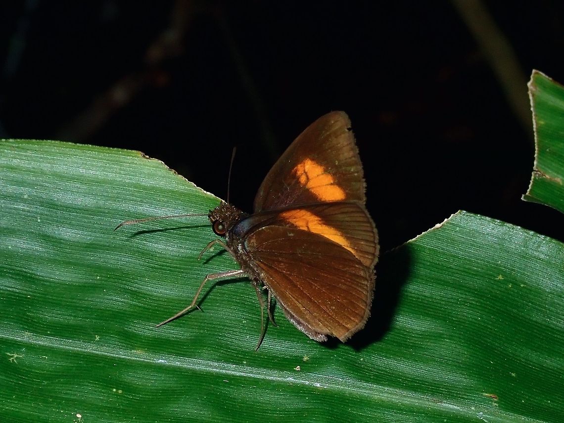 Narrow-Banded Velvet Bob Skipper Butterfly - Koruthaialos rubecula ponta This is a sub-species of Narrow-Banded Velvet Bob Skipper Butterfly - Koruthaialos rubecula ponta, recorded from the island of Palawan. Koruthaialos rubecula,Koruthaialos rubecula ponta,Narrow Banded Velvet Bob,Narrow-Banded Velvet Bob Skipper Butterfly