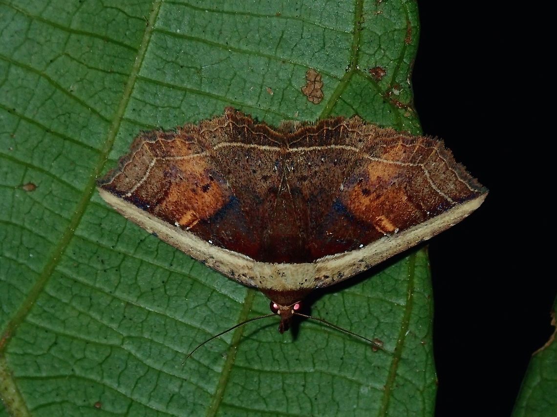 Erebid Moth - Eugnathia sp  Erebid Moth,Eugnathia,Eugnathia sp,Moth,Palawan,Philippines