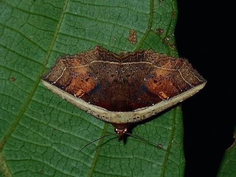 Erebid Moth - Eugnathia sp  Erebid Moth,Eugnathia,Eugnathia sp,Moth,Palawan,Philippines