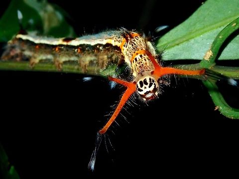 Lappet Moth Caterpillar - Kunugia sp  Caterpillar,Kunugia,Kunugia sp,Lappet Moth Caterpillar,Moth,Palawan,Philippines