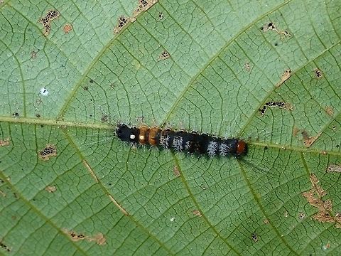 Caterpillar  Caterpillar,Palawan,Philippines